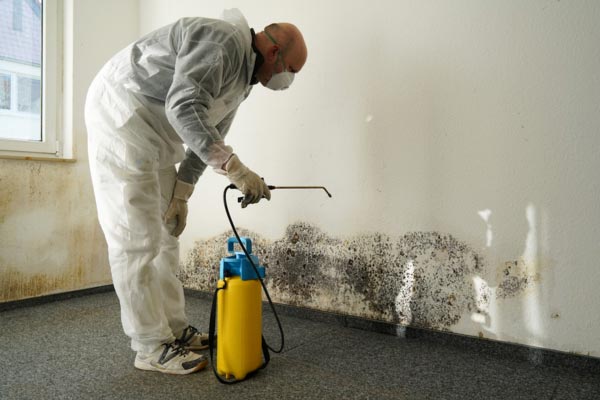 Learn More About Mold Remediation